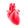Heart Disease and Cardiovascular Care